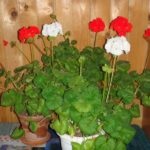 Pelargonium betegségek és roncsok, és hogyan kell kezelni őket, fotó