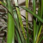Boli și epave de pelargonium și cum să se ocupe de acestea, foto
