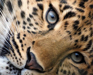 Pisici mari - tigri, lei, leoparzi și leoparzi