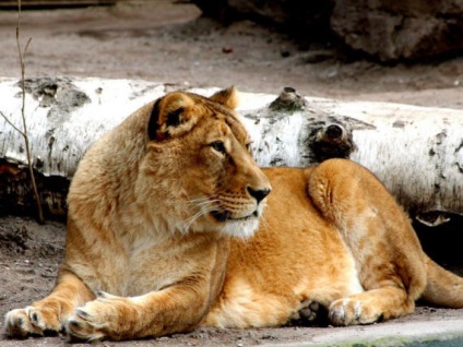 Nagymacskák - tigrisek, oroszlánok, leopárdok és leopárdok