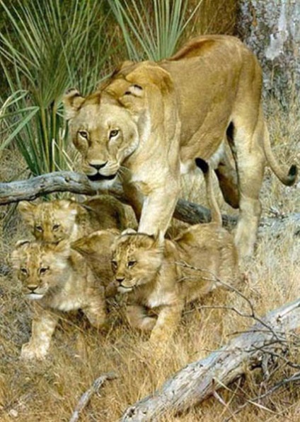 Pisici mari - tigri, lei, leoparzi și leoparzi