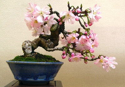 Bonsai din cires japonez (prunus serrulata)
