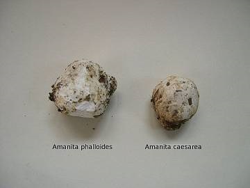 Ciuperca de Caesar (ciuperca de ou, cezariana)