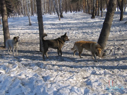 Bărbat și câine