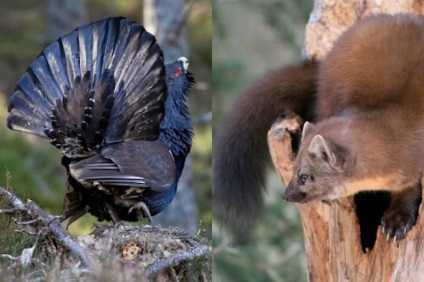 Ceea ce martenul mănâncă că martenul mănâncă în condiții naturale