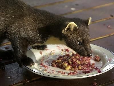 Ceea ce martenul mănâncă că martenul mănâncă în condiții naturale