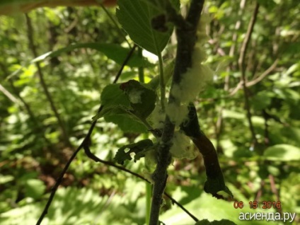 Ce este această vată de bumbac pe picioarele mele care atacă plantele mele?