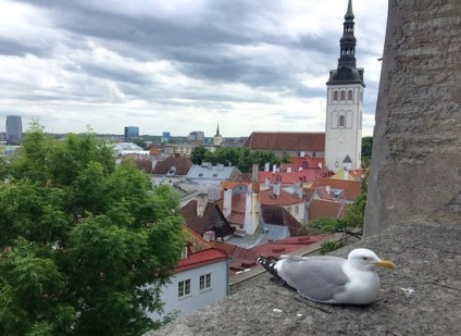 Mit látni egy nap alatt Tallinn túrák, látnivalók, szórakoztató gyermekek számára