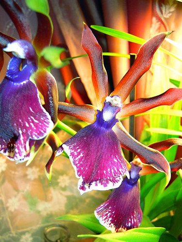Flori de orhidee - reprezentare diplomatică Eldar