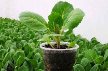 Karfiol termesztés a szabadban