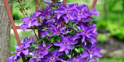 Lăstarile noi de clematis vor da răspunsuri experților