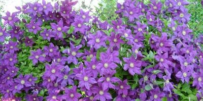 Lăstarile noi de clematis vor da răspunsuri experților