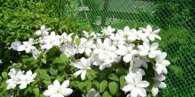 Lăstarile noi de clematis vor da răspunsuri experților