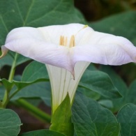 Datura (татул) расте, снимка, машини, съоръжения градина