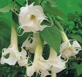 Datura (татул) расте, снимка, машини, съоръжения градина