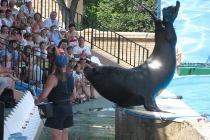 Sochi delfinarium vízterületének