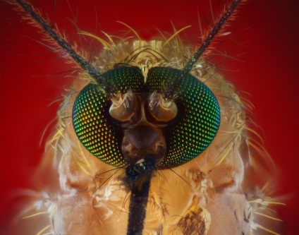 O cunoaștere detaliată a proboscisului unui țânțar, un portal de divertisment
