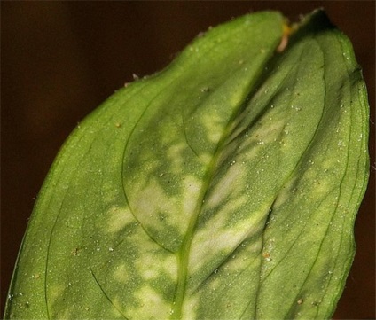 Dieffenbachia ce fel de îngrijire la domiciliu este necesar pentru o plantă (fotografie)