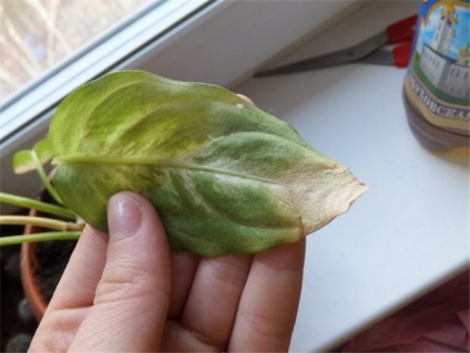 Dieffenbachia milyen otthoni ápolásra van szükség egy növény számára (fotó)