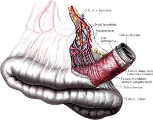 Obstrucție intestinală dinamică - cauze, simptome și tratament