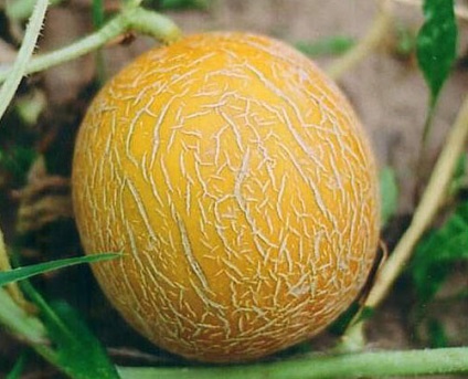 Melon kollektív gazdálkodó - hogyan válasszanak, élvezhessenek és ártsanak, kalória tartalmat, videót