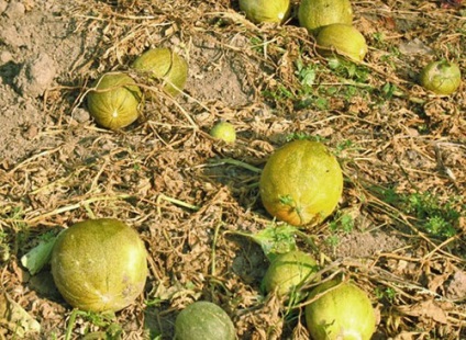 Melon agricultor colectiv - cum să aleagă, să beneficieze și să dăuneze, conținut caloric, video