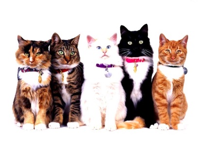 Testarea DNA pentru pisici, obiective, care permite identificarea, video