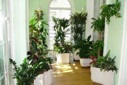 Plante de interior curăță aerul din apartament
