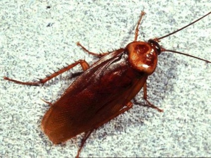 Specii de gândaci de acasă, caracteristici de reproducere și dezvoltare