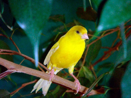 Home canary - fotografie, descriere, conținut, mâncare, recenzii