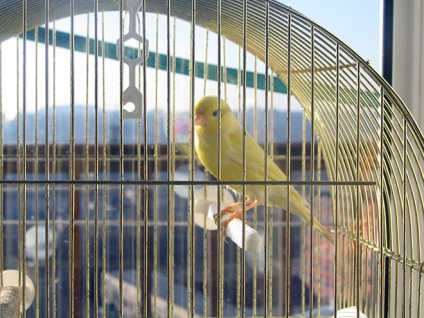 Home canary - fotografie, descriere, conținut, mâncare, recenzii