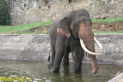 Srí Lanka - elefántcsarnok Pinavában