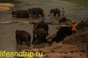 Sri Lanka - pepinieră de elefanți din Pinava