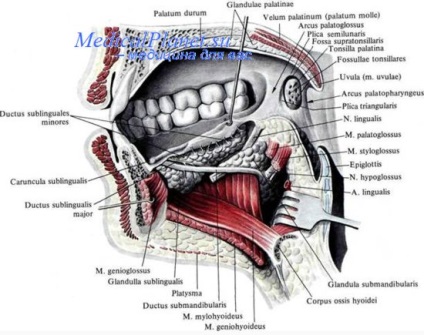 Mișcarea maxilarului inferior