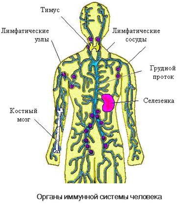 Energia chakrelor determină starea sistemului imunitar