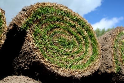 Etapele creării unei peluze