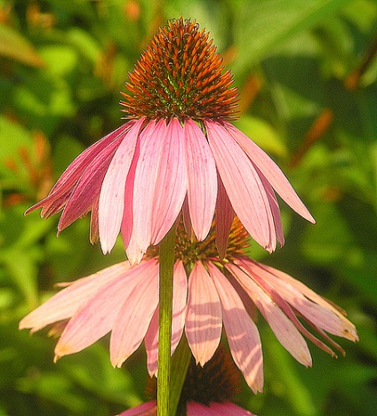 Echinacea (echinacea) este o plantă frumoasă și utilă