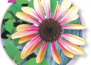 Echinacea - un prieten al Apache