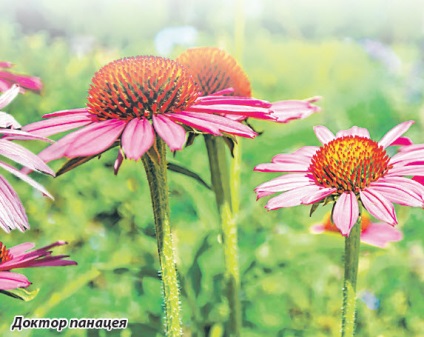 Echinacea - un prieten al Apache