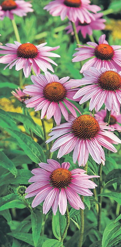 Echinacea - un prieten al Apache