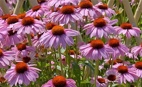 Echinacea purpurea