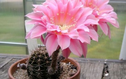 Echinopsis - reguli ale caracteristicilor de îngrijire cactus, metode de reproducere, peisaj estetic