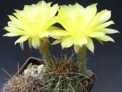 Echinopsis - reguli ale caracteristicilor de îngrijire cactus, metode de reproducere, peisaj estetic