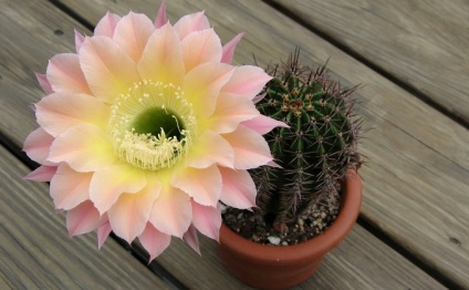 Echinopsis - reguli ale caracteristicilor de îngrijire cactus, metode de reproducere, peisaj estetic