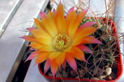 Echinopsis - reguli ale caracteristicilor de îngrijire cactus, metode de reproducere, peisaj estetic