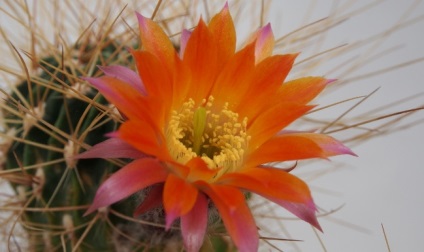 Echinopsis - reguli ale caracteristicilor de îngrijire cactus, metode de reproducere, peisaj estetic