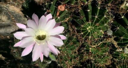 Echinopsis - reguli ale caracteristicilor de îngrijire cactus, metode de reproducere, peisaj estetic