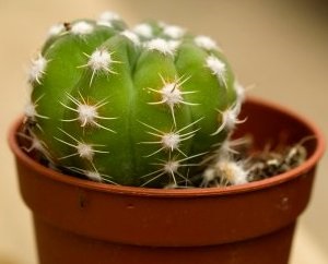 Echinopsis - reguli ale caracteristicilor de îngrijire cactus, metode de reproducere, peisaj estetic