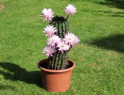 Echinopsis - îngrijire la domiciliu