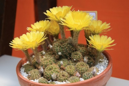 Echinopsis - otthoni ápolás